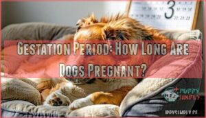 gestation period: how long are dogs pregnant