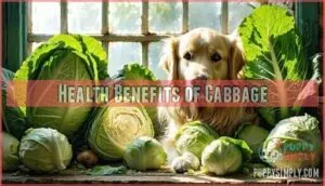 health benefits of cabbage