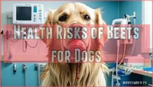 health risks of beets for dogs