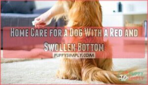 home care for a dog with a red and swollen bottom