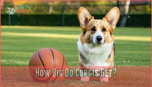 how big do corgis get