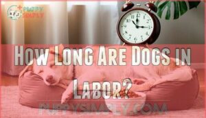 how long are dogs in labor