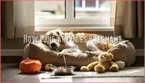 how long are dogs pregnant how long are dogs pregnant