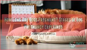 how long are dogs pregnant gestation stages
