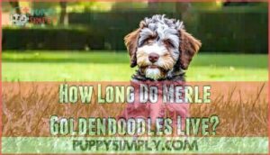 how long do merle goldendoodles live