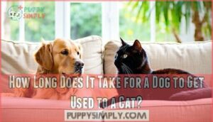 how long does it take for a dog to get used to a cat