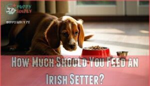 how much should you feed an irish setter