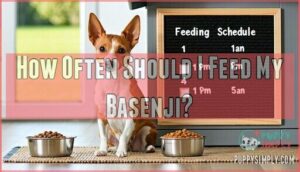 how often should i feed my basenji