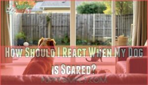 how should i react when my dog is scared