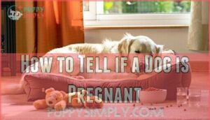how to tell if a dog is pregnant