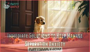 immediate solutions to help manage separation anxiety