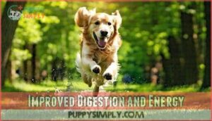 improved digestion and energy