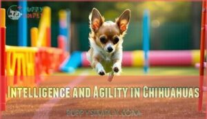 intelligence and agility in chihuahuas