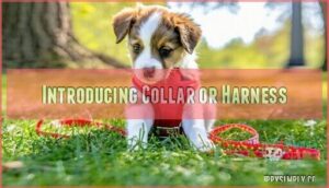 introducing collar or harness