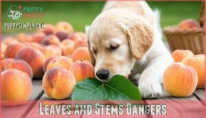 leaves and stems dangers