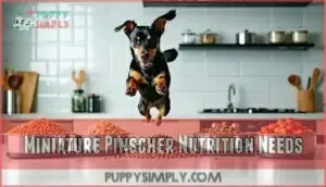 miniature pinscher nutrition needs