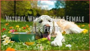 natural ways to stop a female dog's period