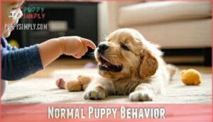 normal puppy behavior