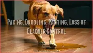 pacing, drooling, panting, loss of bladder control