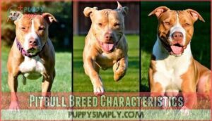 pitbull breed characteristics