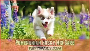 pomeranian husky mix care