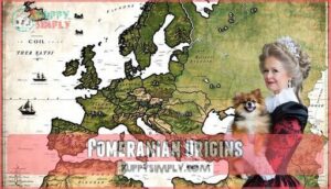 pomeranian origins