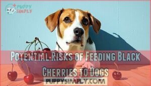 potential risks of feeding black cherries to dogs