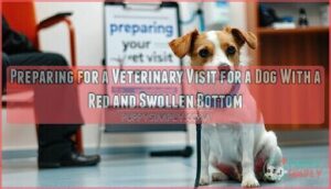 preparing for a veterinary visit for a dog with a red and swollen bottom