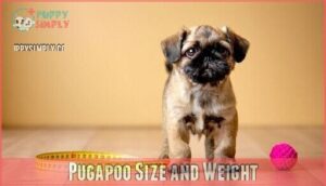 pugapoo size and weight