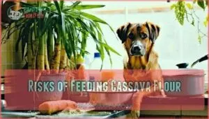 risks of feeding cassava flour