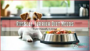 russell terrier diet needs