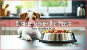 russell terrier diet needs russell terrier diet needs