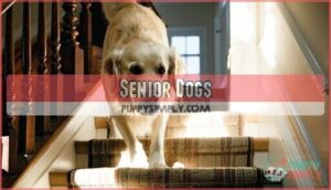 senior dogs