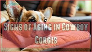 signs of aging in cowboy corgis