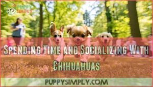 spending time and socializing with chihuahuas