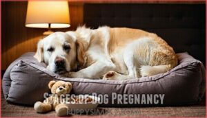 stages of dog pregnancy