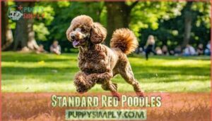 standard red poodles