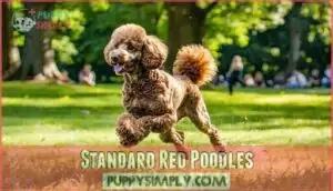 standard red poodles
