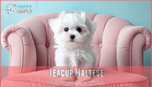 teacup maltese