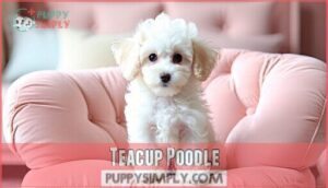 teacup poodle
