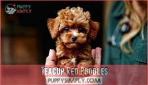 teacup red poodles