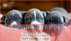 the disappearance of blue eyes in pitbull puppies