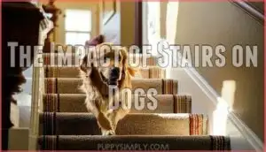 the impact of stairs on dogs