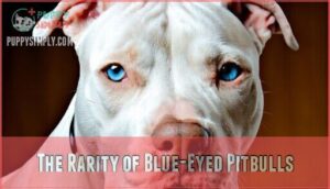 the rarity of blue-eyed pitbulls