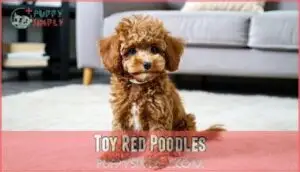 toy red poodles