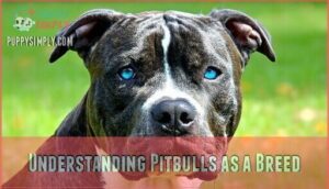 understanding pitbulls as a breed