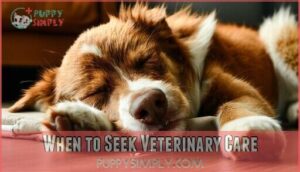 when to seek veterinary care