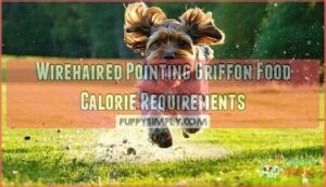 wirehaired pointing griffon food calorie requirements