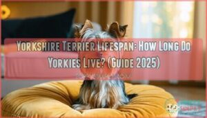 yorkshire terrier lifespan