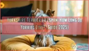 yorkshire terrier lifespan